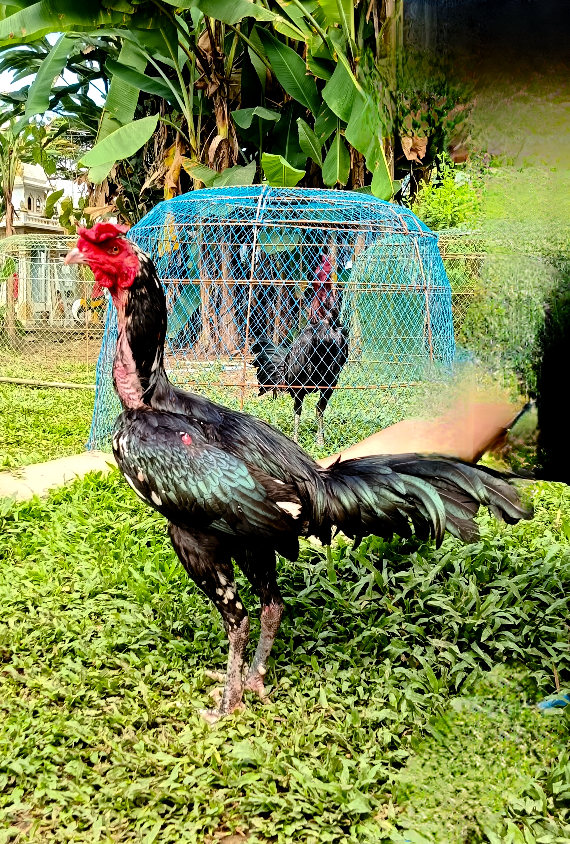 นิววิคเตอร์